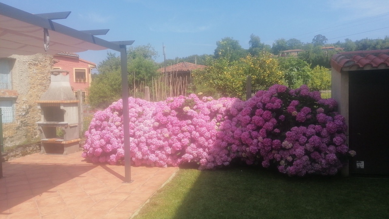 Photo of Outdoor in Colunga