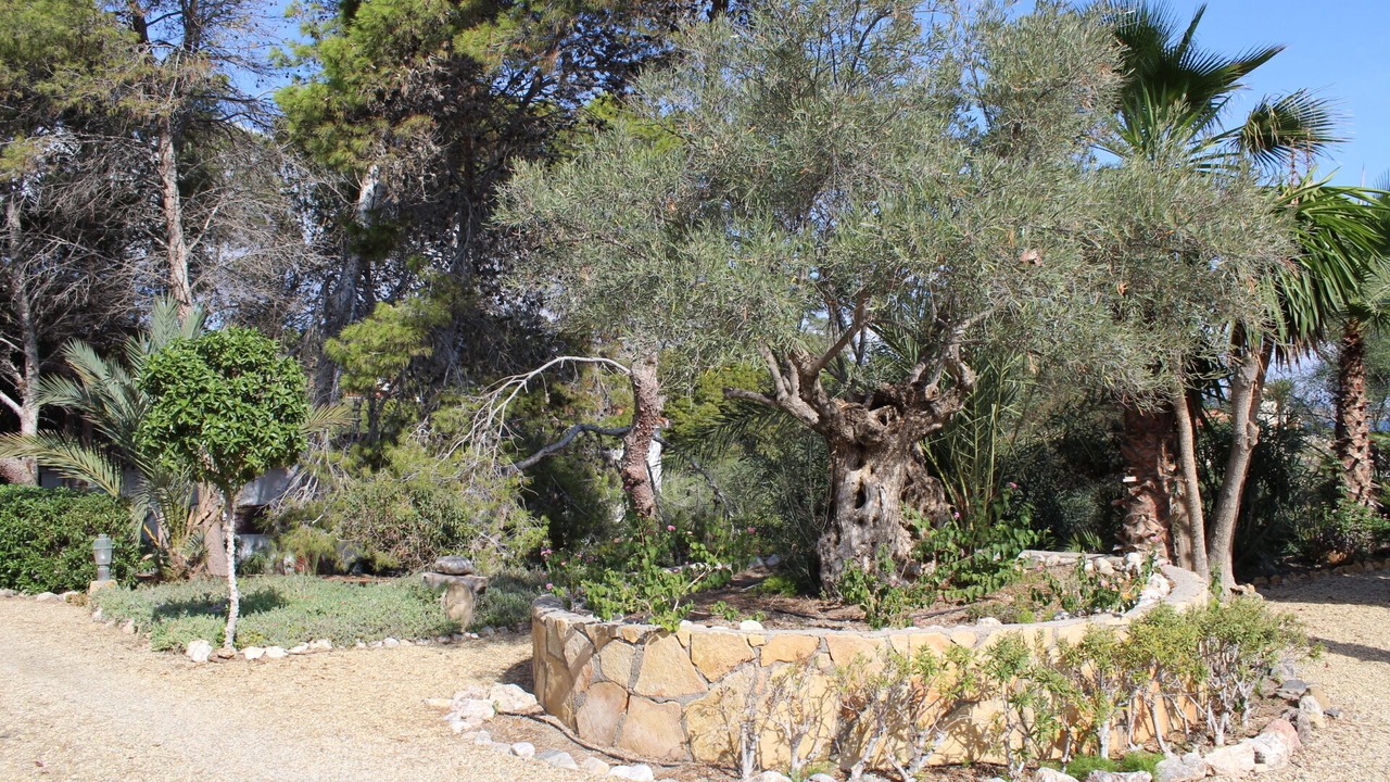 Photo of Outdoor in Cala Panizo