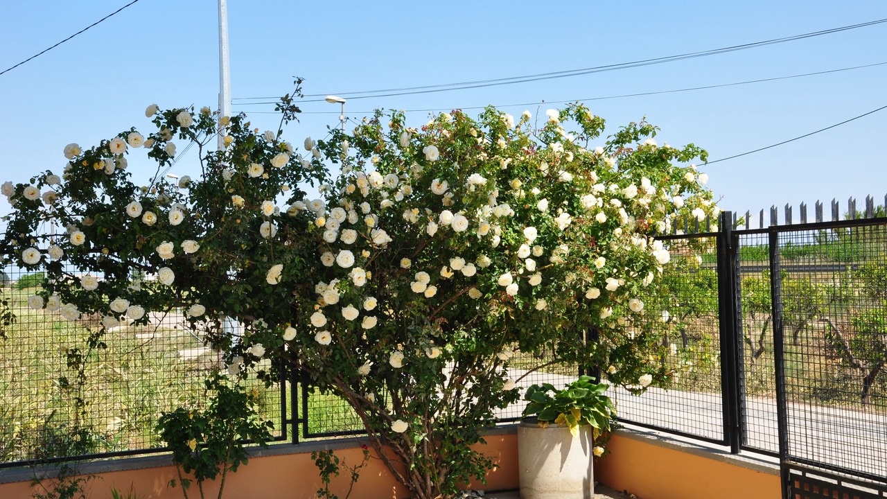 Photo of Outdoor in Orihuela