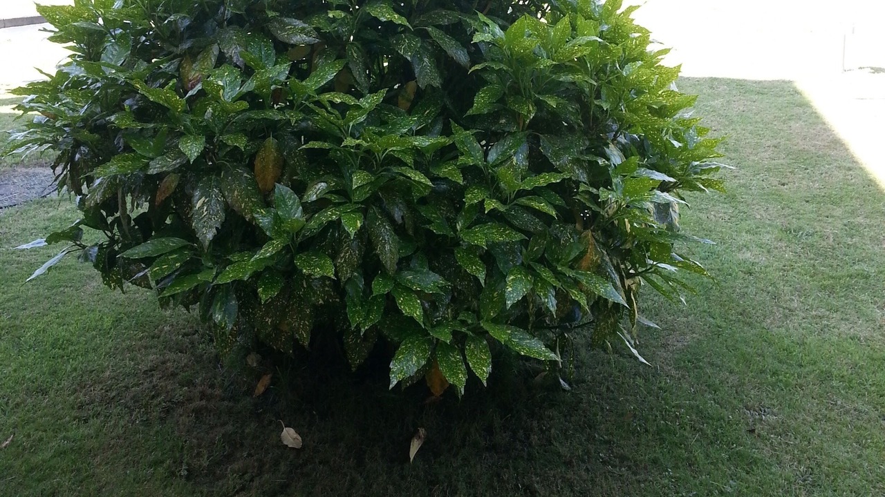 Photo of Outdoor in Coana