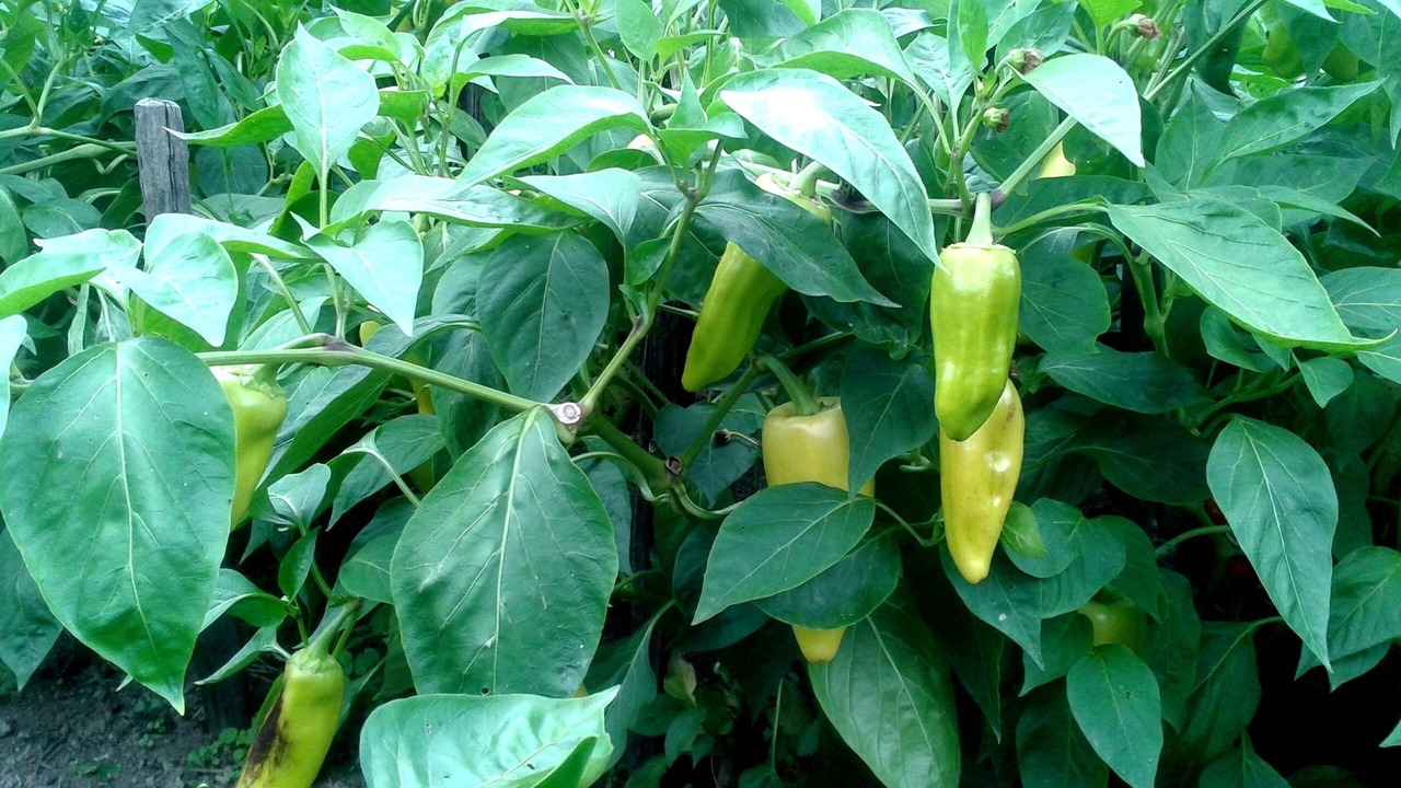Photo of Outdoor in A Merca