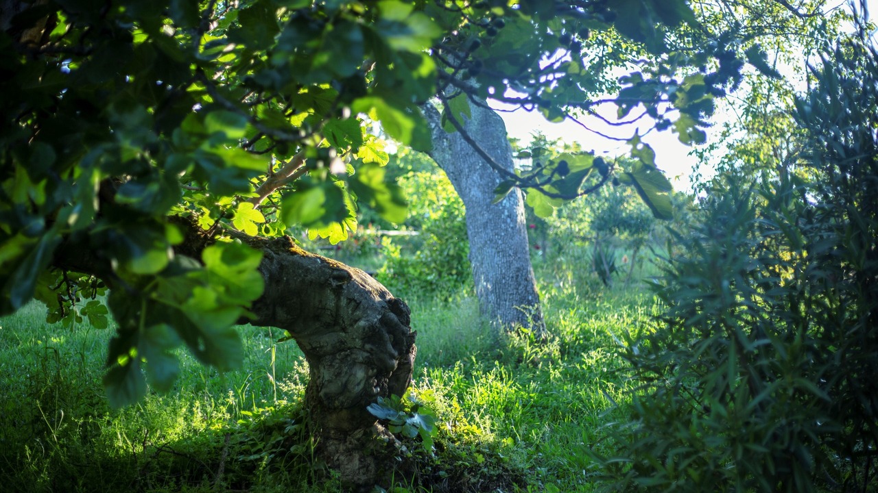 Photo of Outdoor in Carucedo