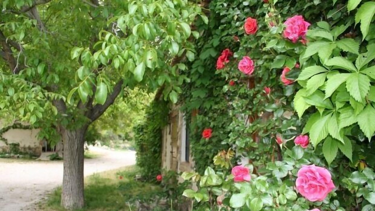 Photo of Outdoor in Nerpio