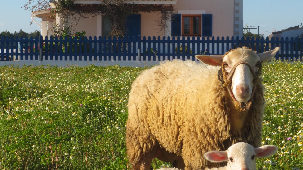 Photo of Outdoor in Sant Francesc Xavier