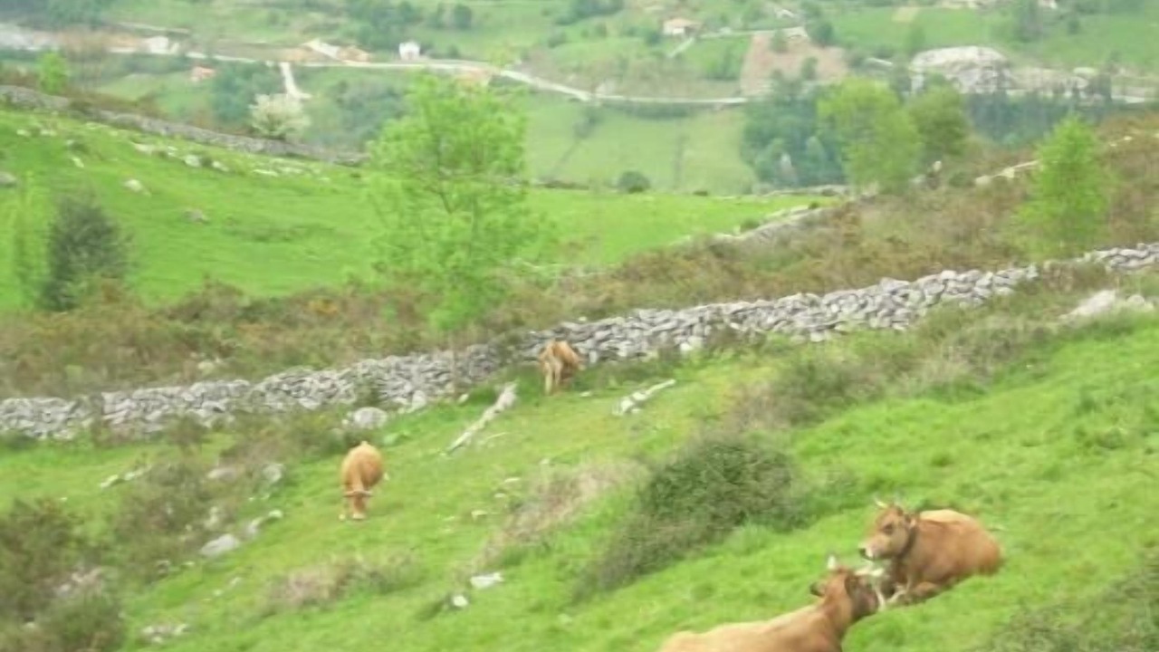 Photo of Others in Celis