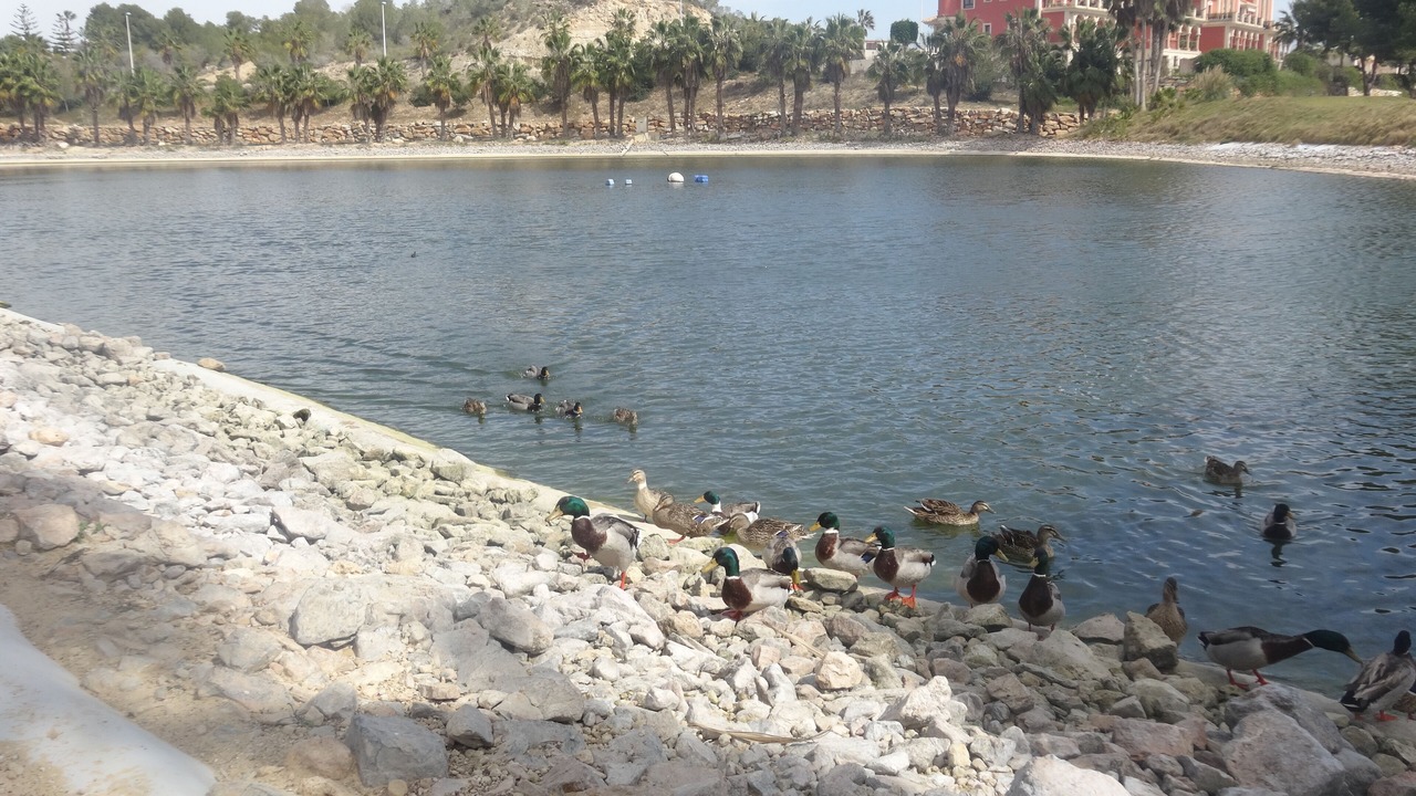 Photo of Others in Orihuela Costa