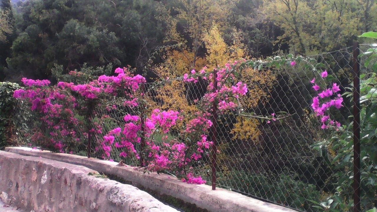 Photo of Others in Fornalutx