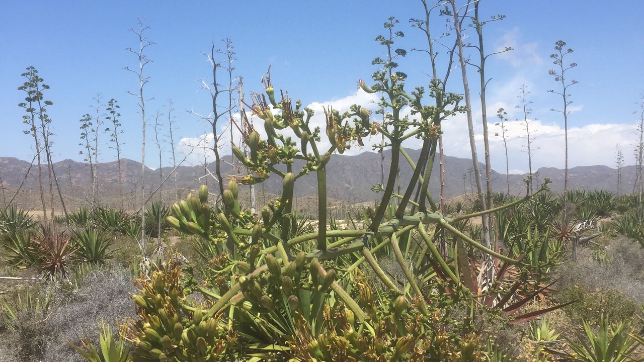 Photo of Outdoor in Mojacar
