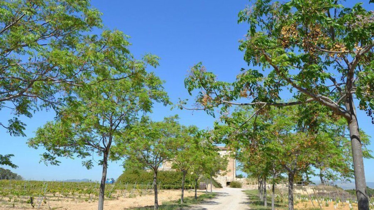 Photo of Others in Nulles