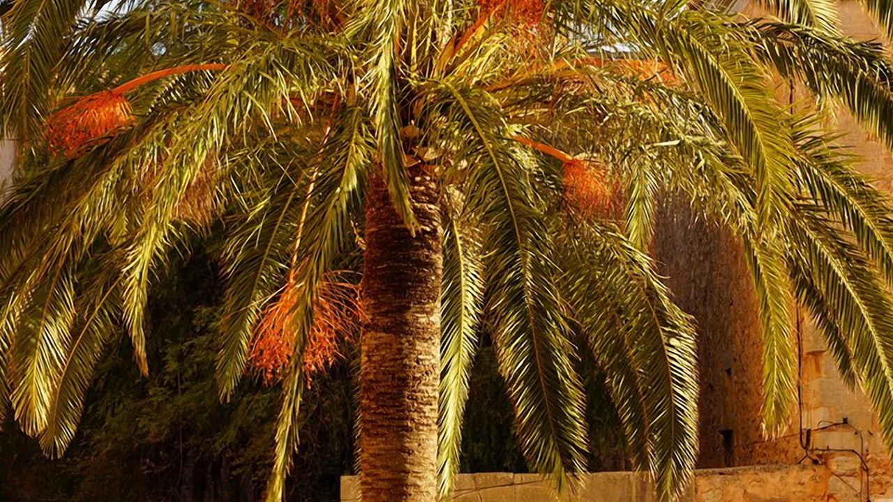 Photo of Outdoor in Santanyi