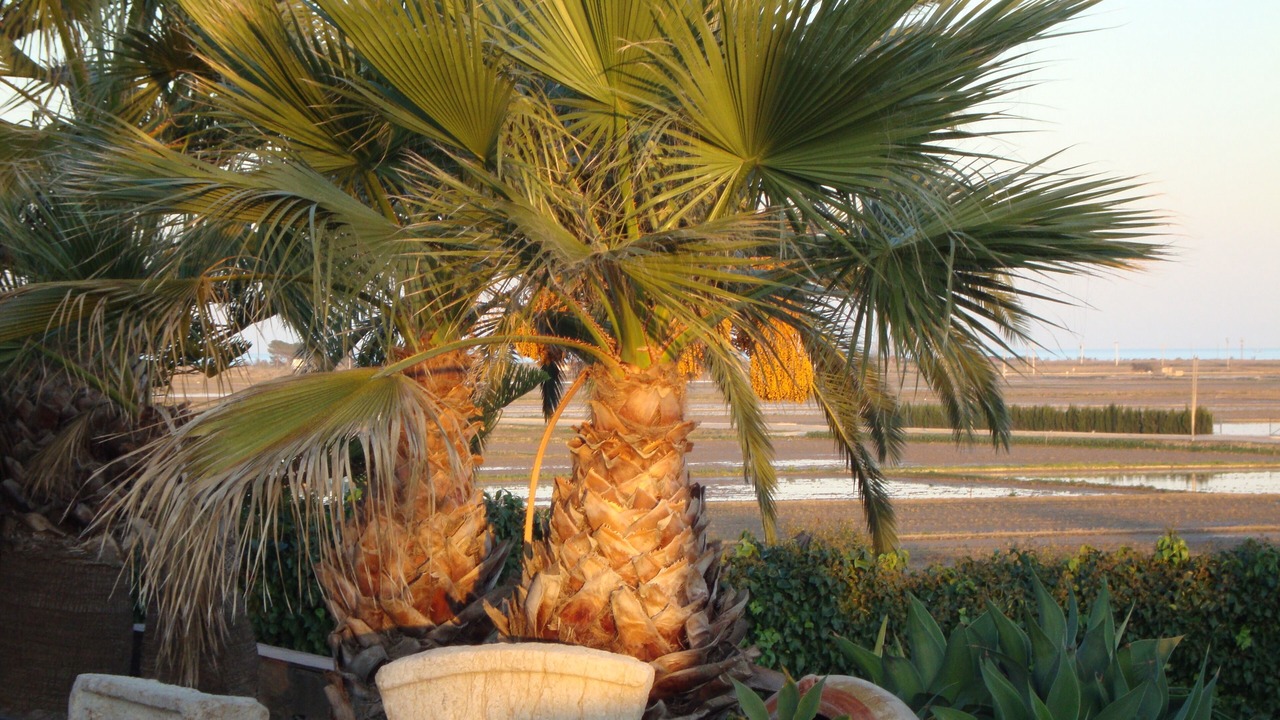Photo of Outdoor in L'Ampolla