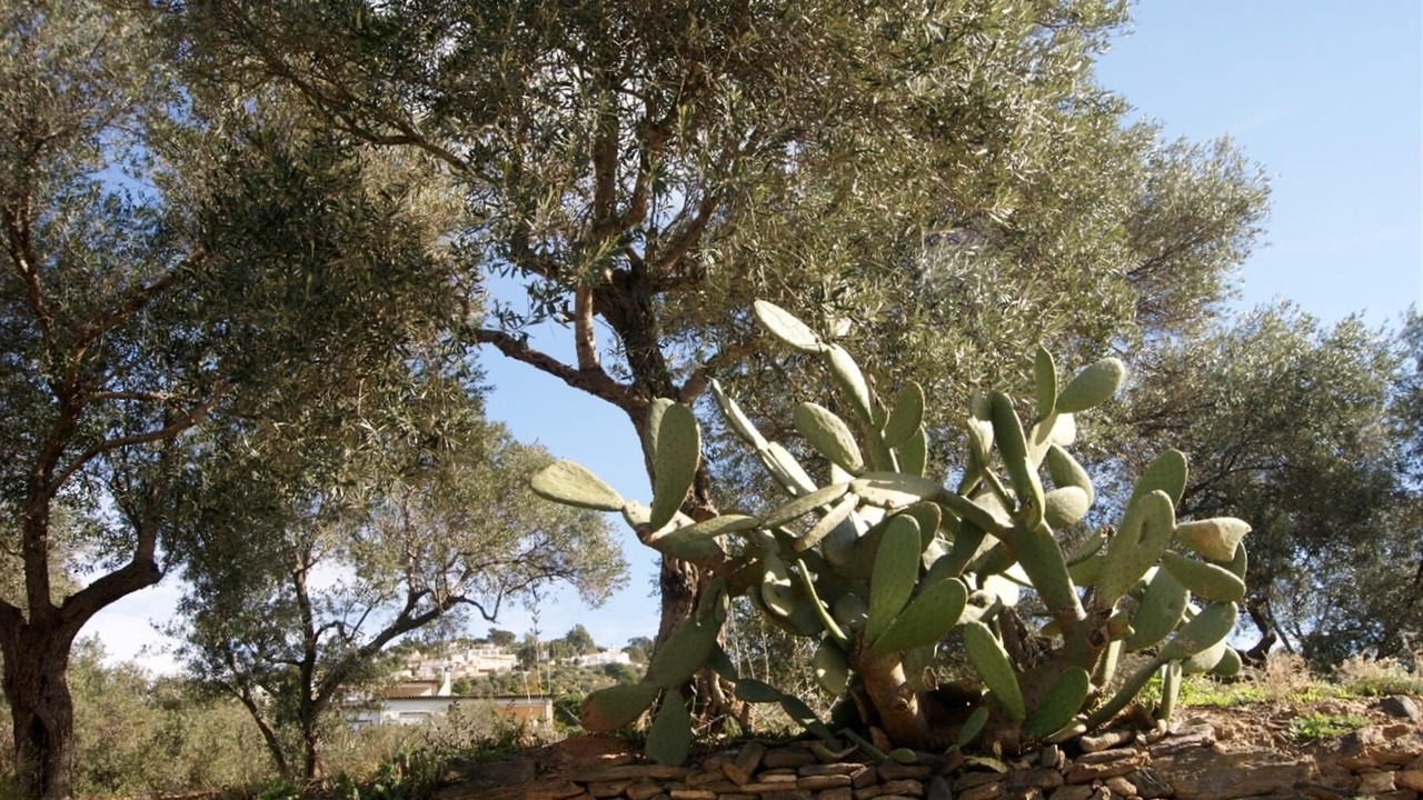 Photo of Outdoor in Roses Town Center