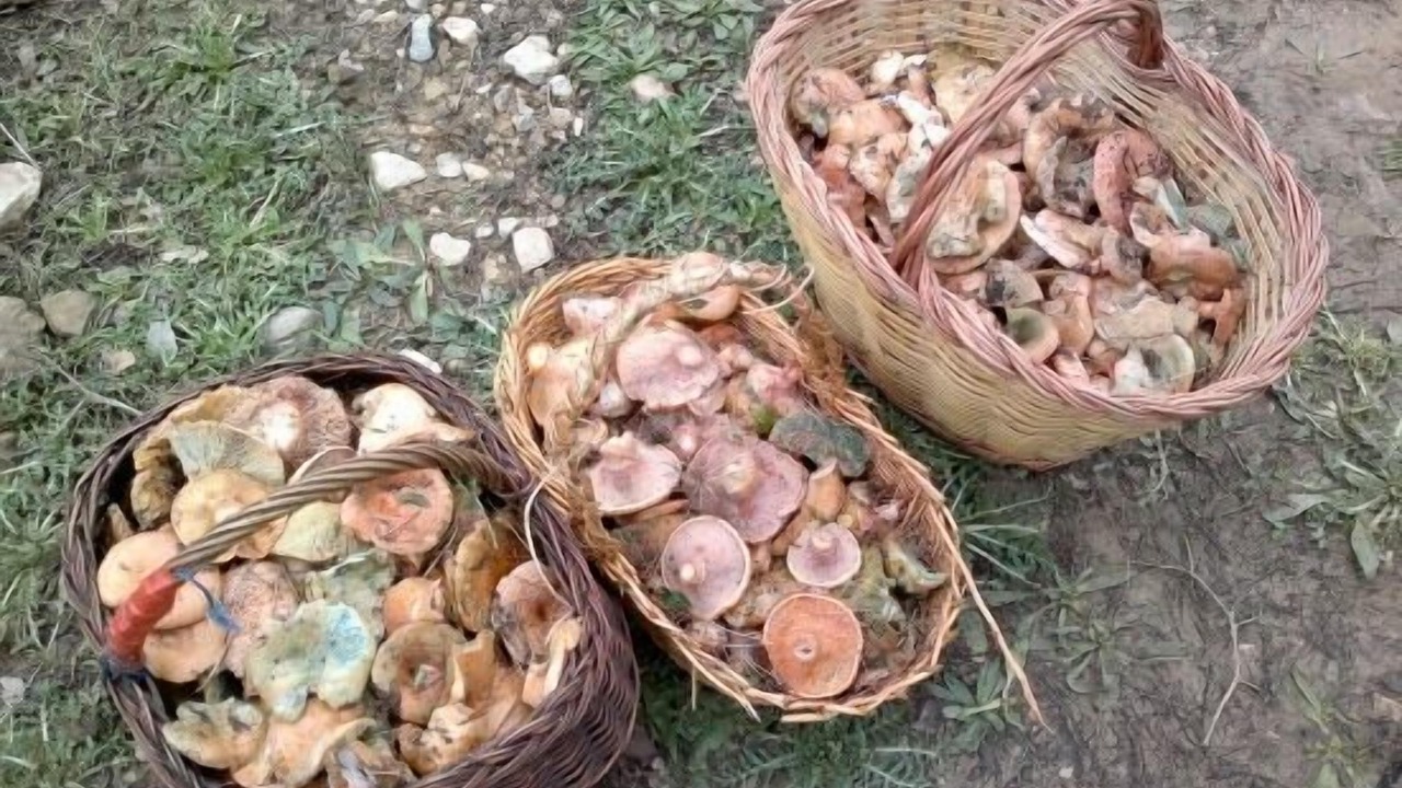 Photo of Outdoor in Murillo de Liena
