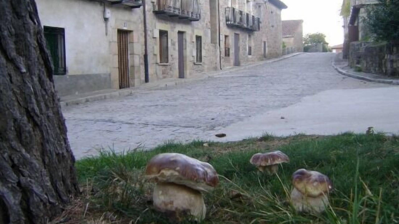 Photo of Outdoor in Molinos de Duero
