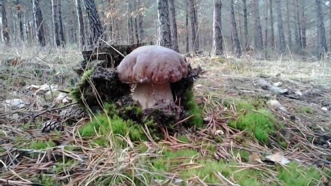 Photo of Outdoor in Molinos de Duero