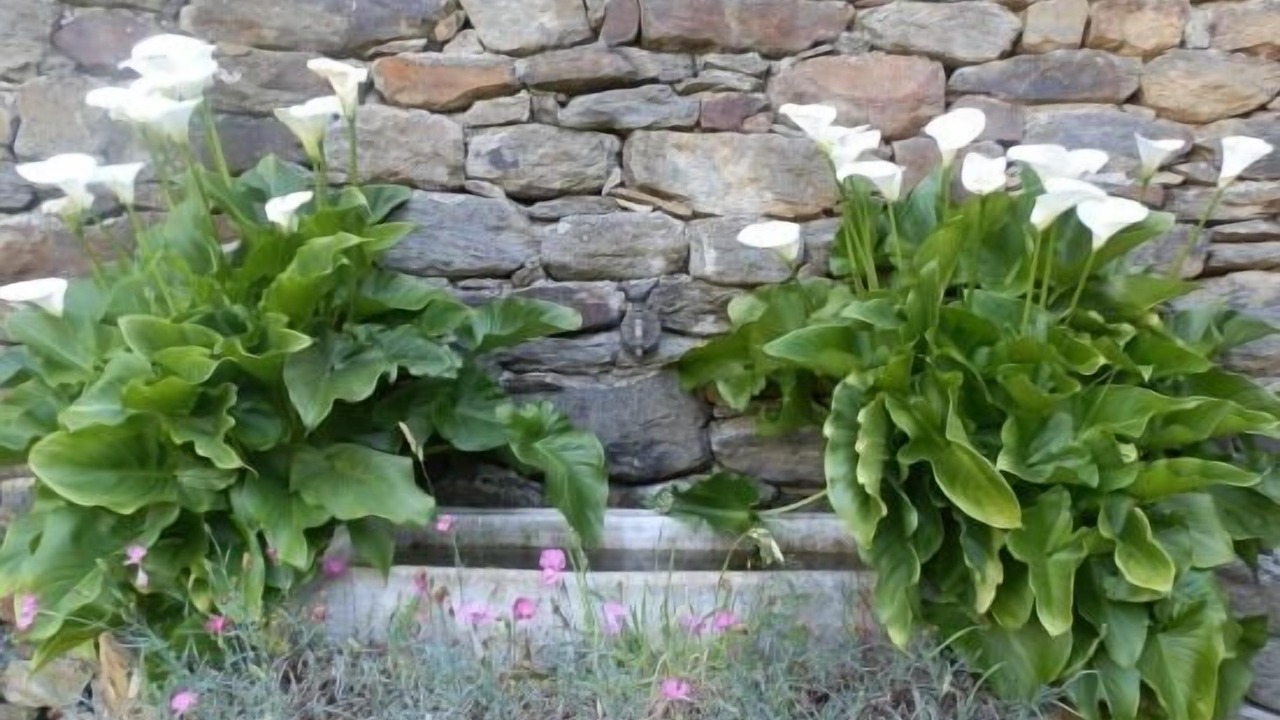 Photo of Outdoor in Limes