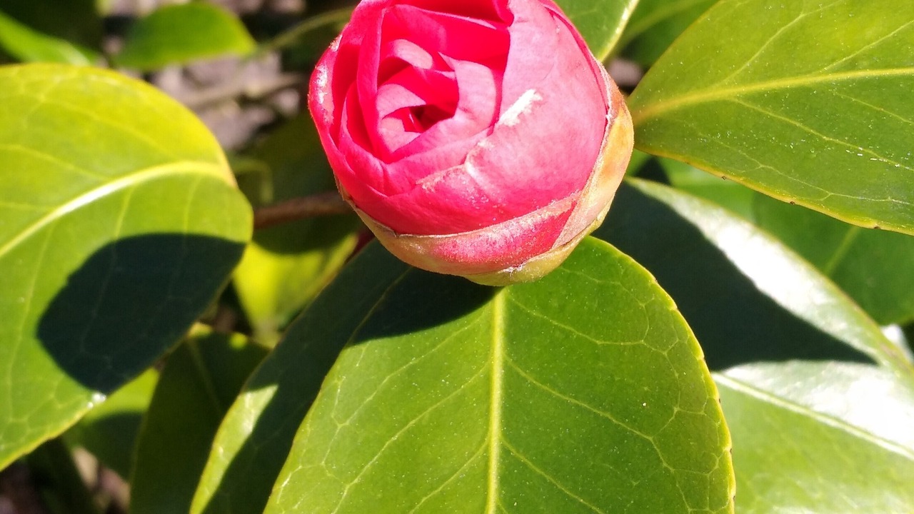 Photo of Outdoor in Limes