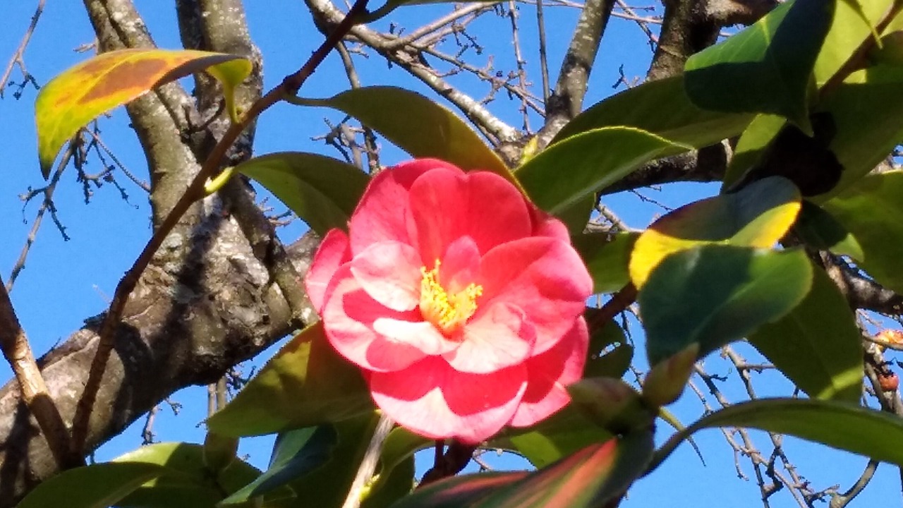 Photo of Outdoor in Limes