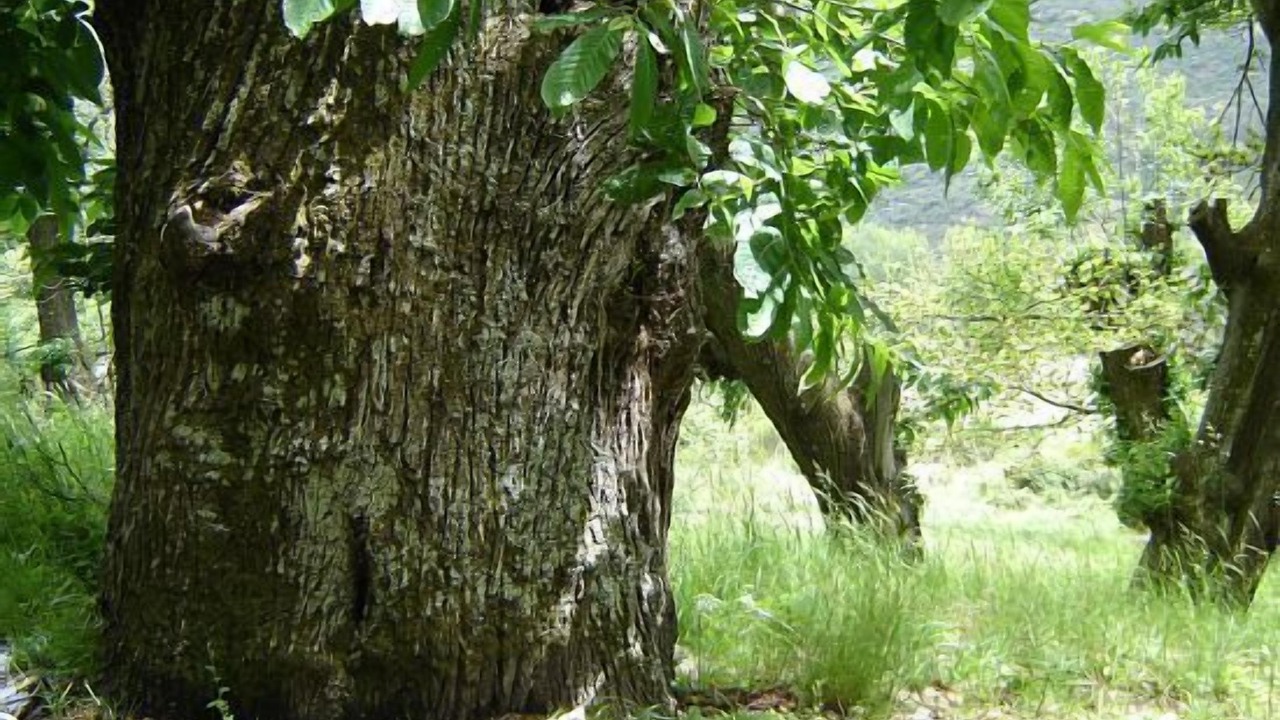 Photo of Outdoor in Odollo