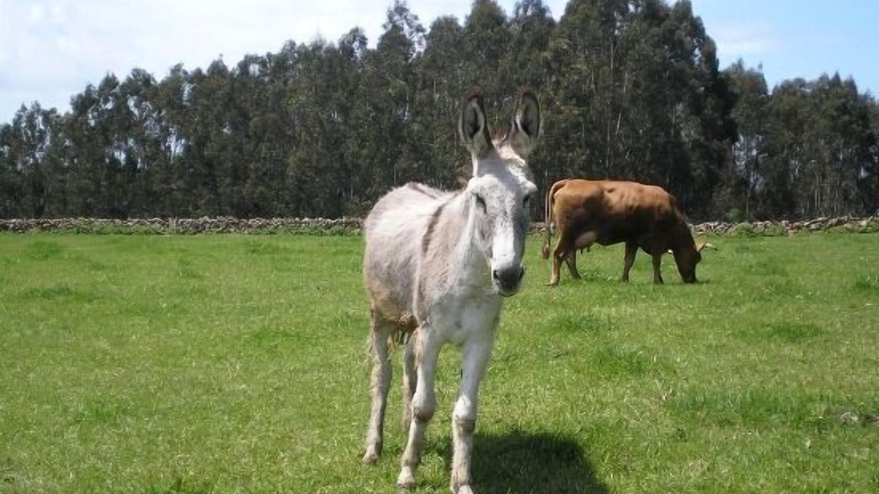 Photo of Outdoor in Priesca