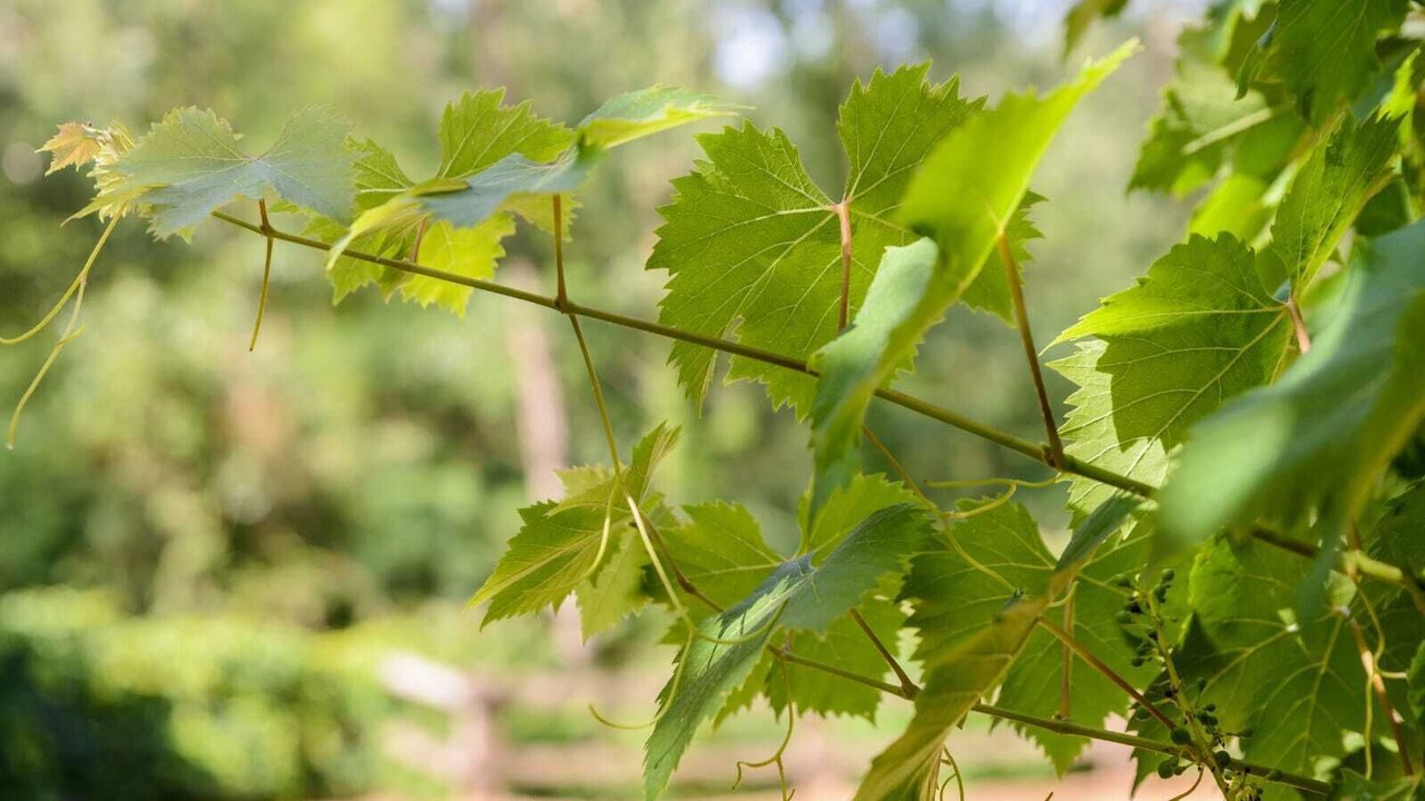 Photo of Outdoor in Aiguaviva