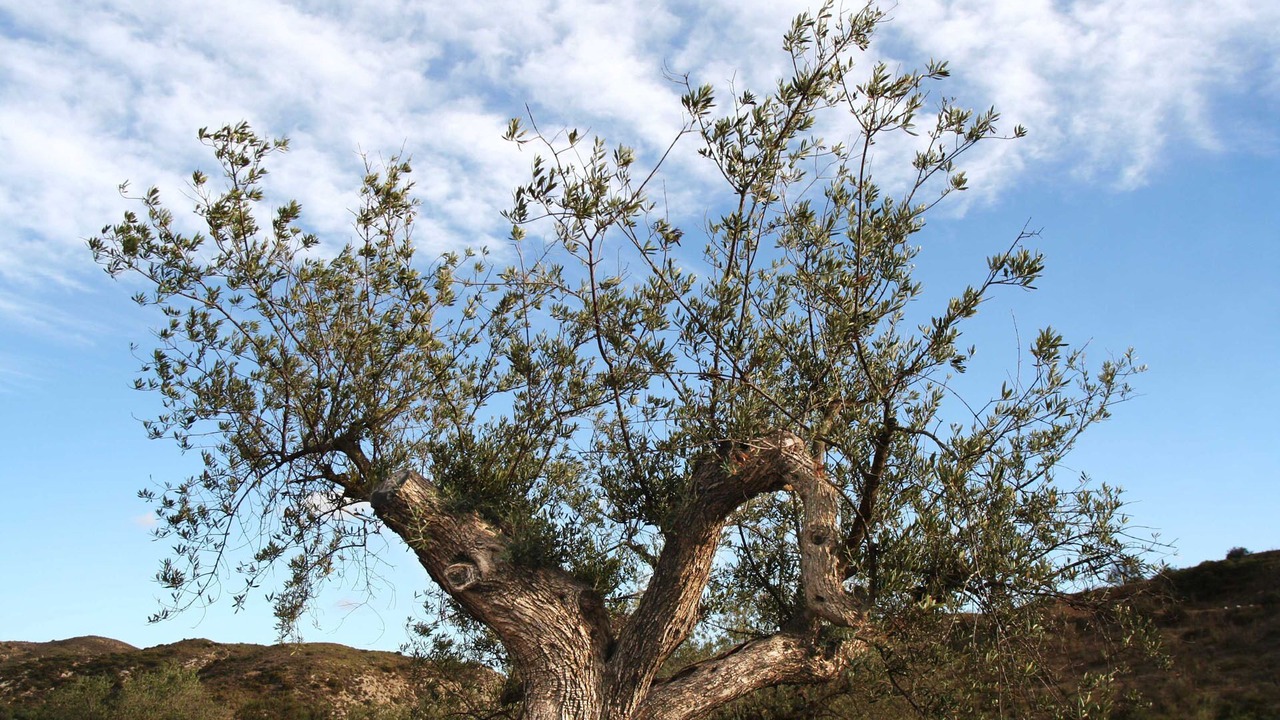 Photo of Outdoor in Sorbas