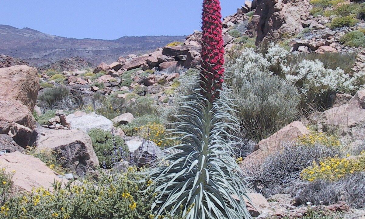 Photo of Outdoor in San Miguel de Abona