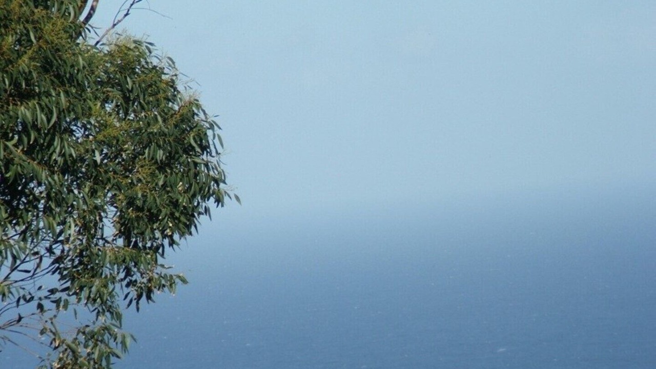 Photo of Others in Puerto de la Cruz