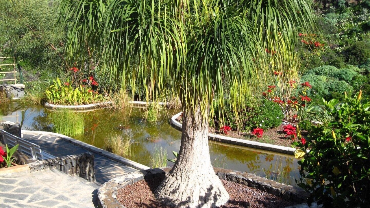 Photo of Outdoor in Puerto de la Cruz