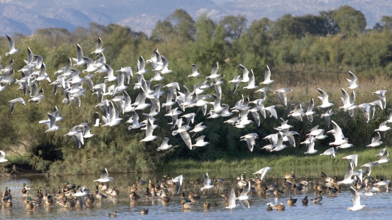 Photo of Others in Sant Pere Pescador