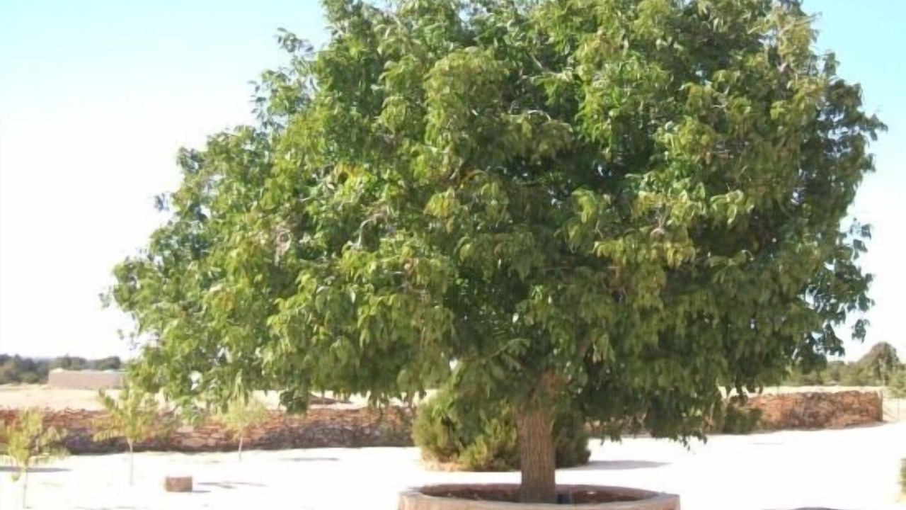 Photo of Outdoor in Briongos