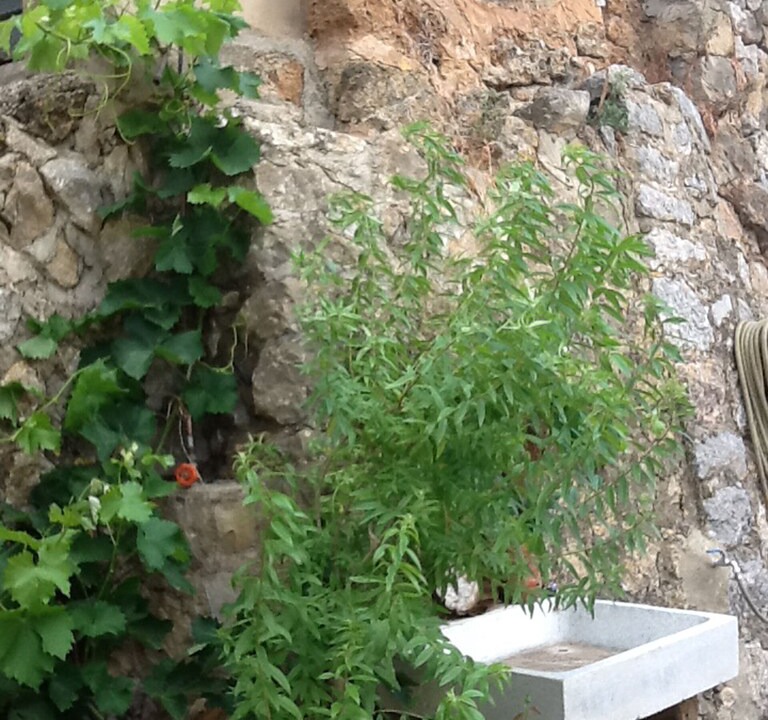 Photo of Others in Estellencs