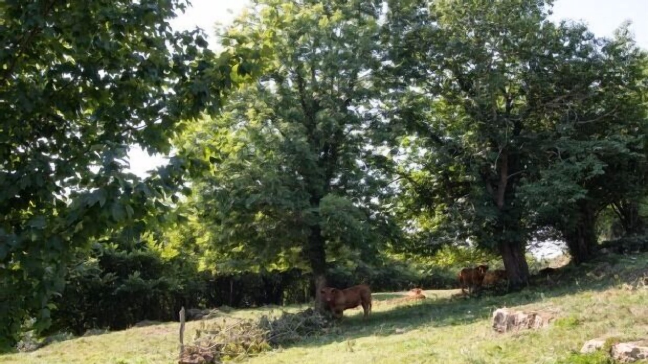 Photo of Outdoor in San Martin de Bada
