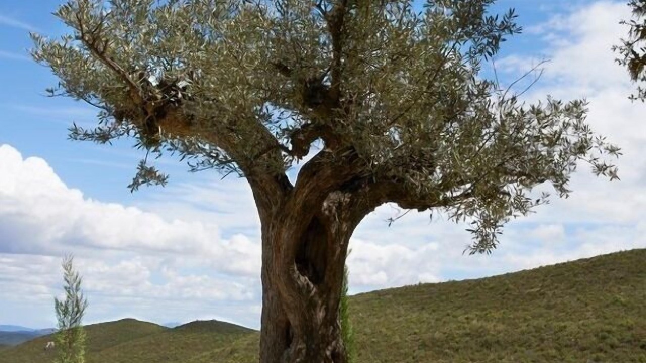 Photo of Outdoor in Enguera