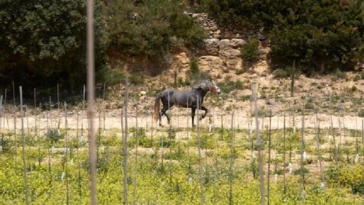 Photo of Outdoor in Enguera