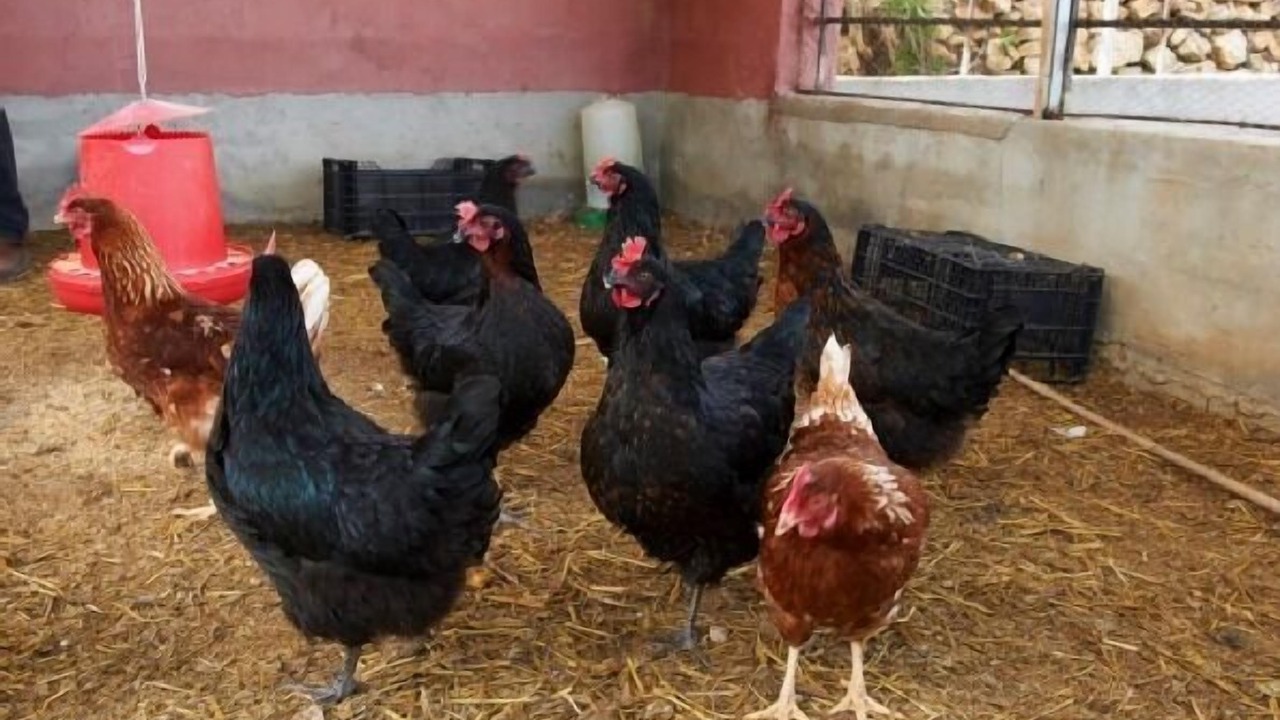 Photo of Others in Enguera