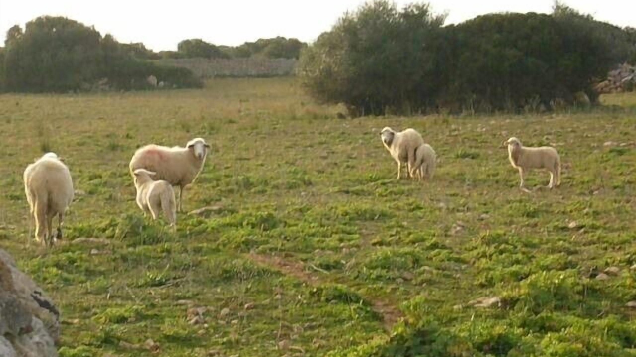 Photo of Outdoor in Area metropolitana de Ciutadella