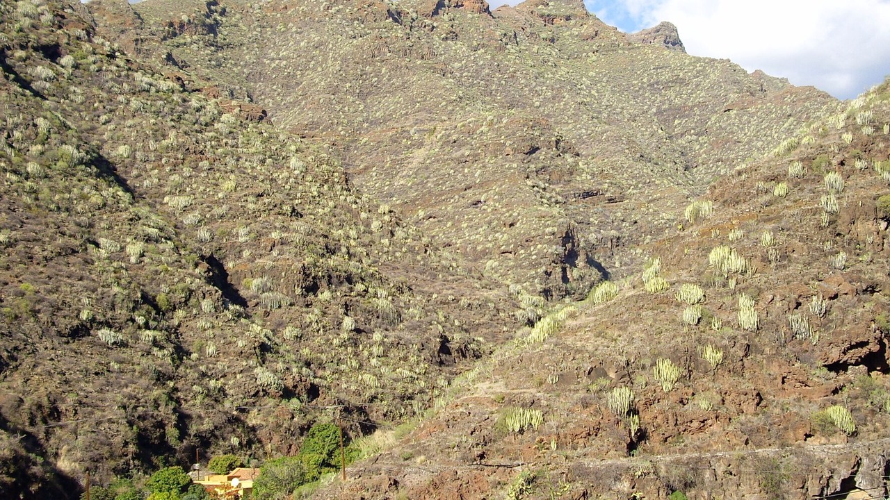Photo of Others in Santa Cruz de Tenerife