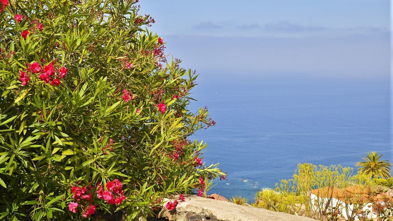 Photo of Others in Puerto Naos