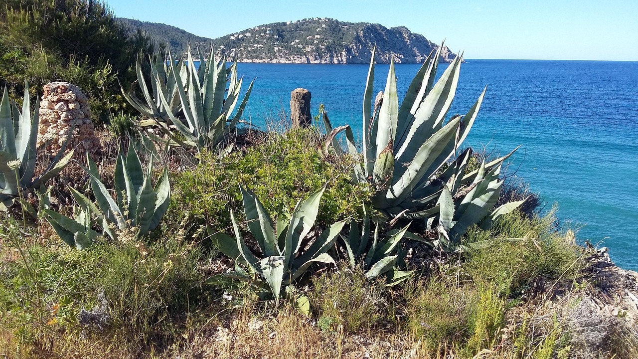 Photo of Others in Santa Eulalia del Rio