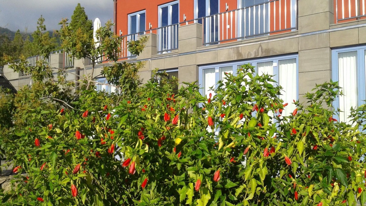 Photo of Outdoor in Tijarafe