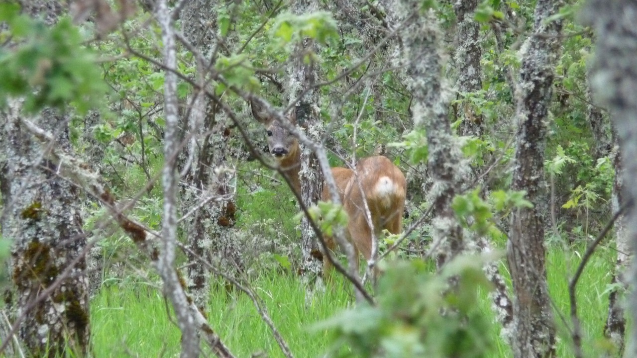 Photo of Others in Pineda de la Sierra