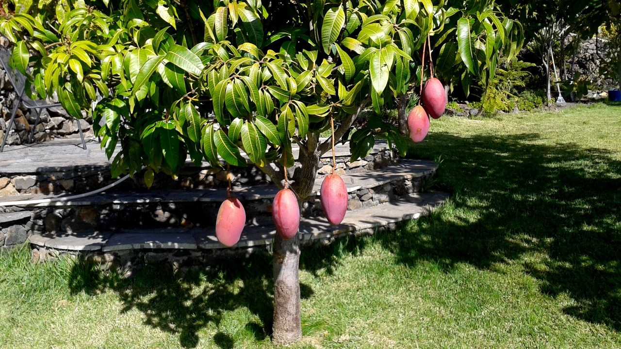 Photo of Outdoor in Tijarafe