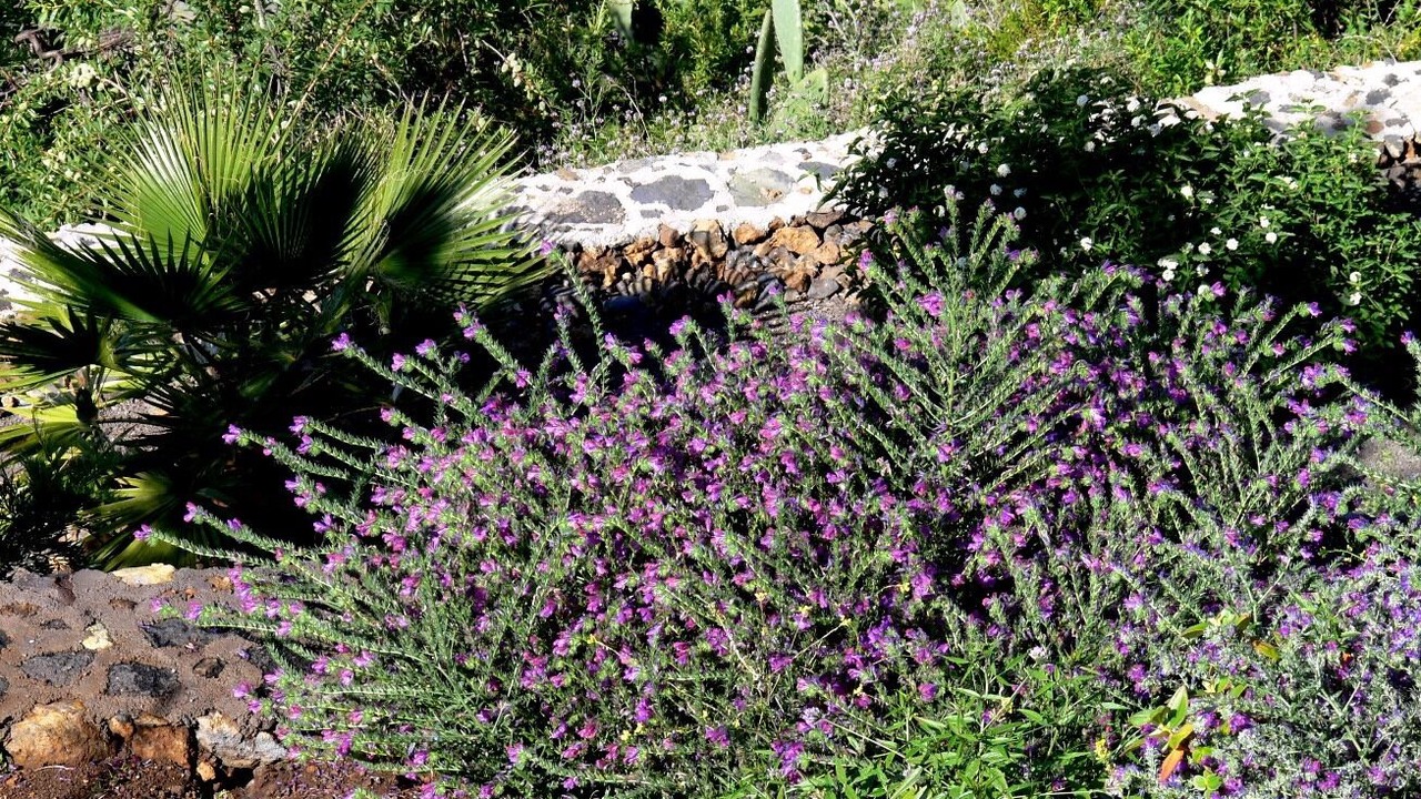 Photo of Outdoor in Tijarafe