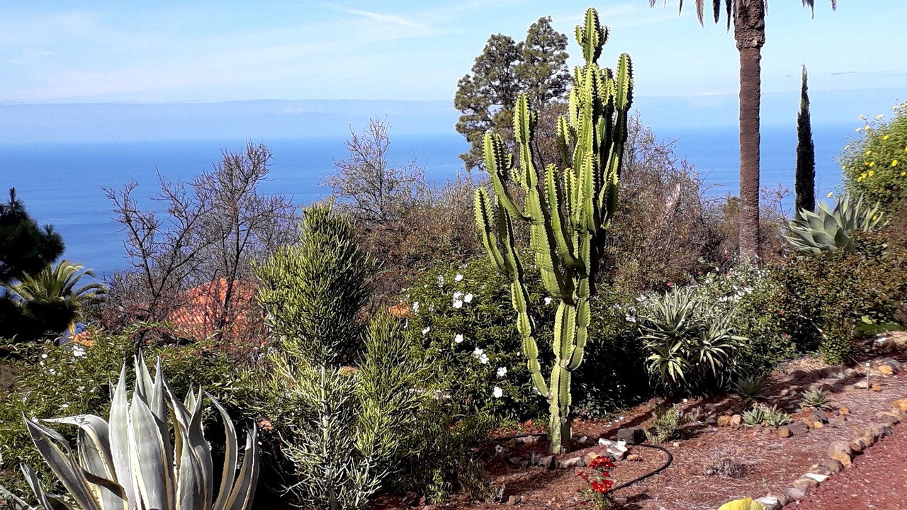 Photo of Outdoor in Tijarafe