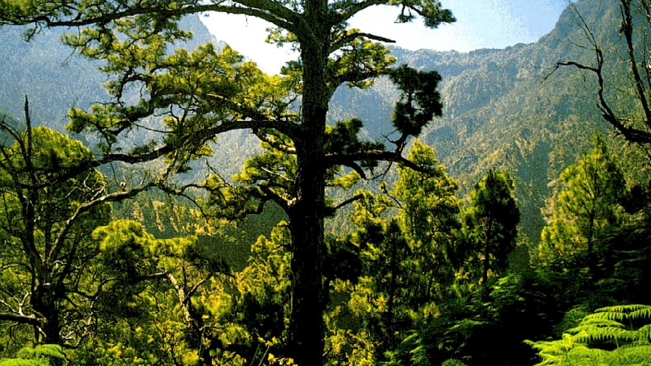 Photo of Outdoor in Tijarafe
