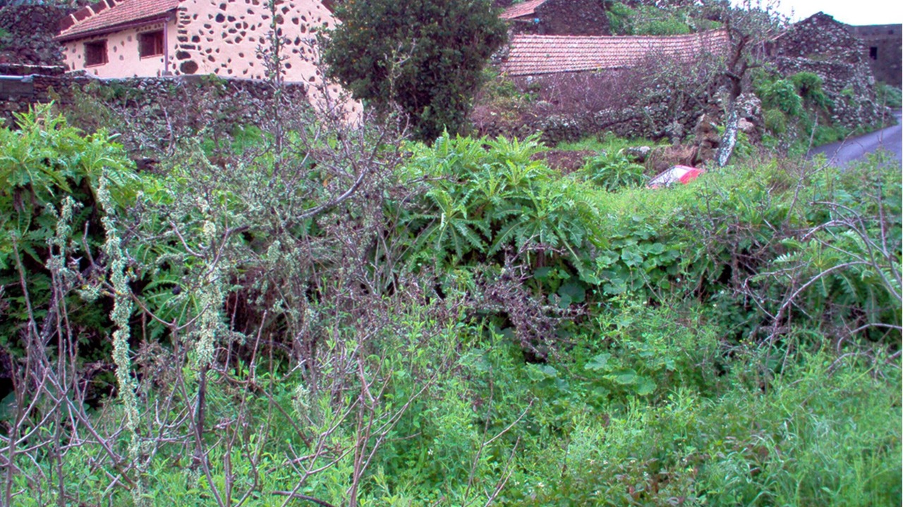 Photo of Others in Isora