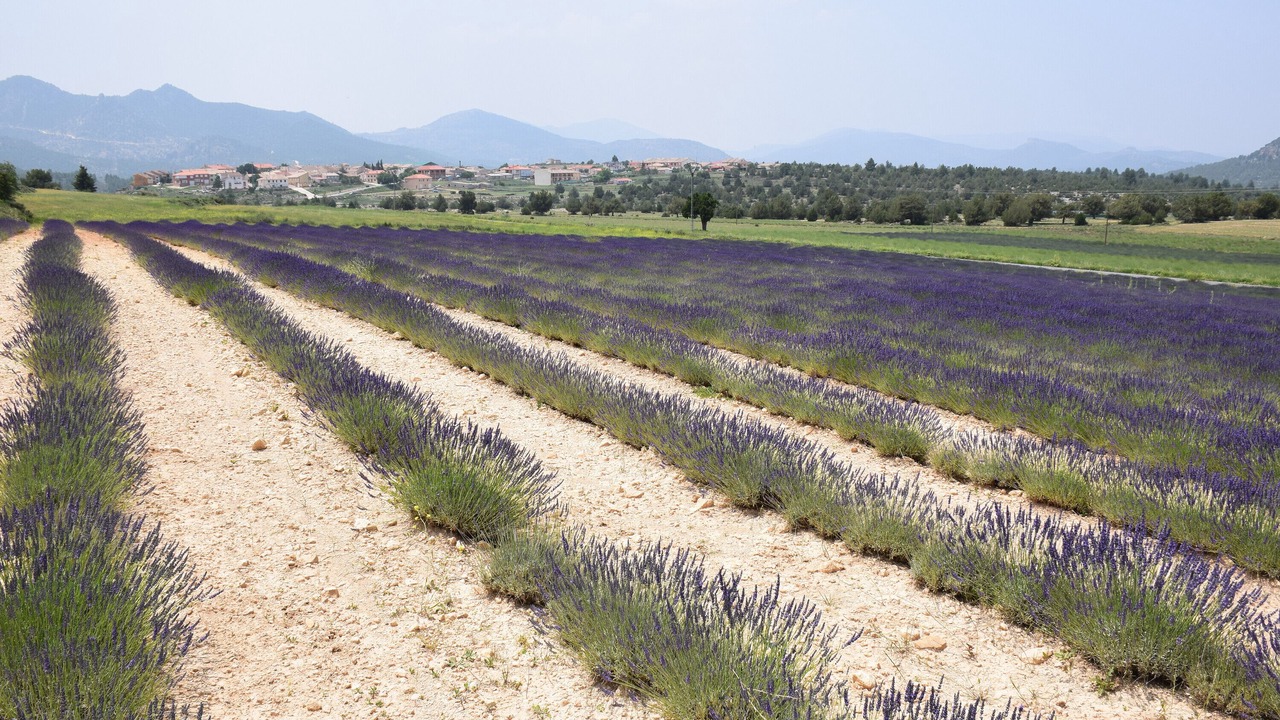 Photo of Others in Calar de la Santa