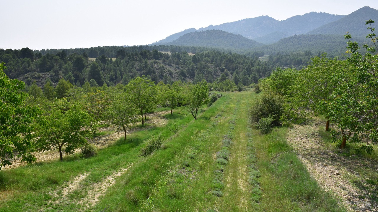 Photo of Others in Mazuza