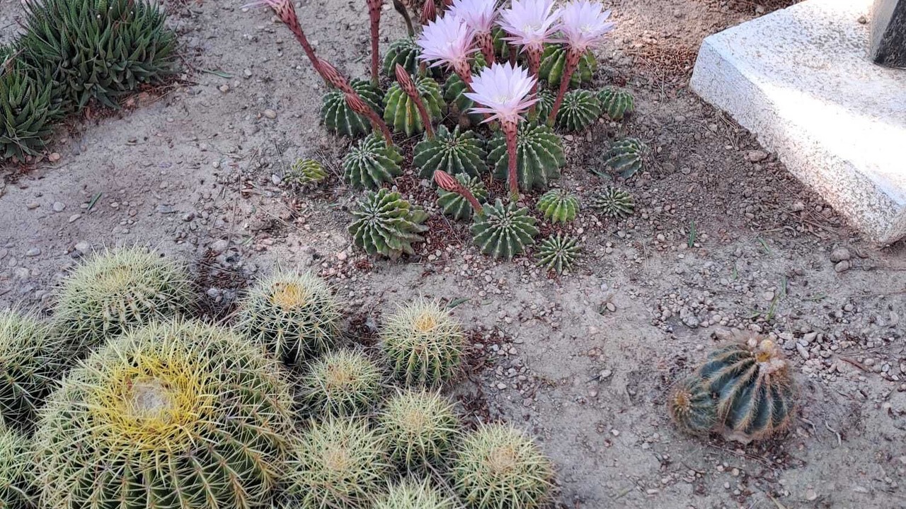 Photo of Outdoor in Las Torres de Cotillas